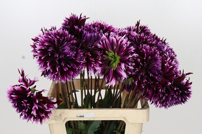 <h4>Dahlia Aiyana</h4>