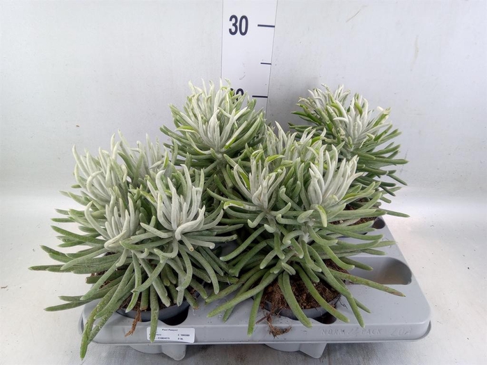 <h4>Senecio   ...</h4>