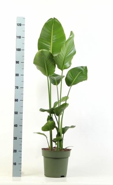 <h4>STRELITZIA NICOLAI</h4>