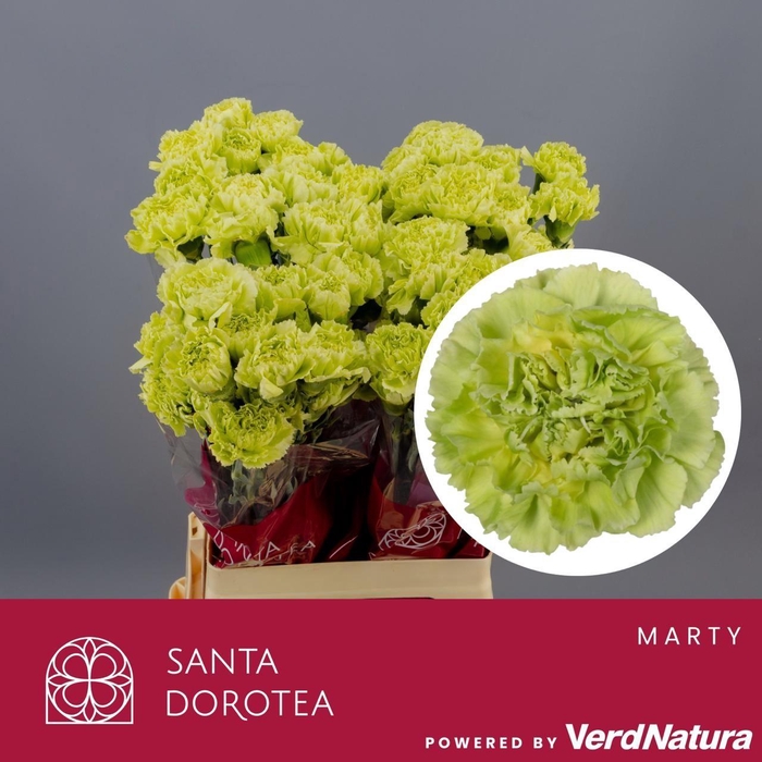 <h4>DI ST Marty SEL</h4>