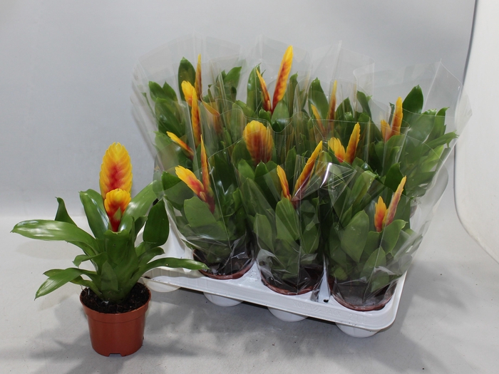 <h4>VRIES DELPHINUS</h4>