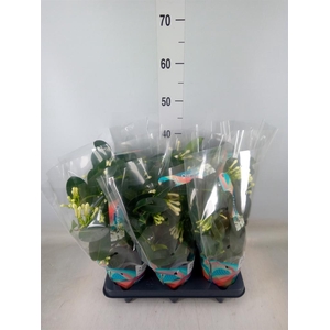 Stephanotis floribunda   ...