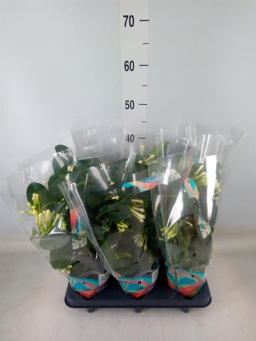 <h4>Stephanotis floribunda   ...</h4>