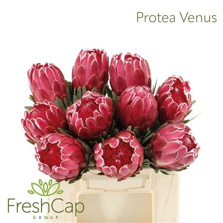 Protea Venus