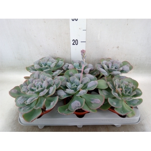 Echeveria   ...