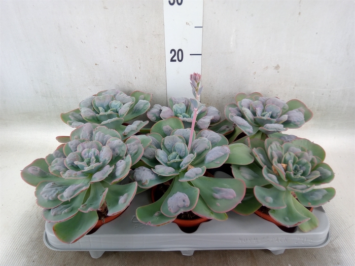 <h4>Echeveria   ...</h4>