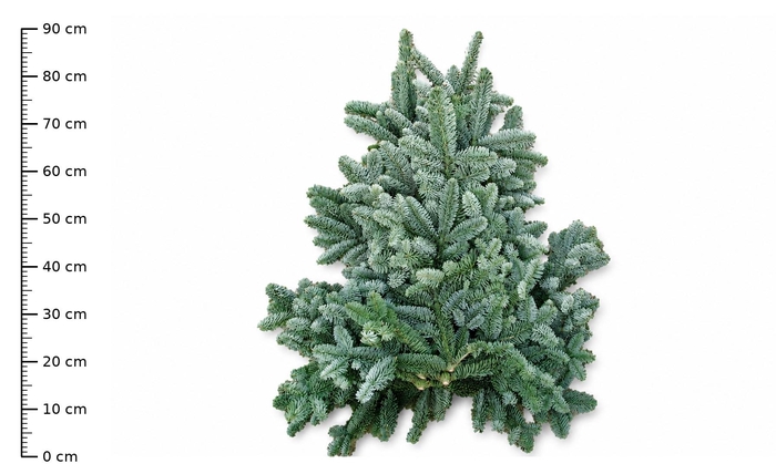 <h4>ABIES NOB BLAUW KILO</h4>