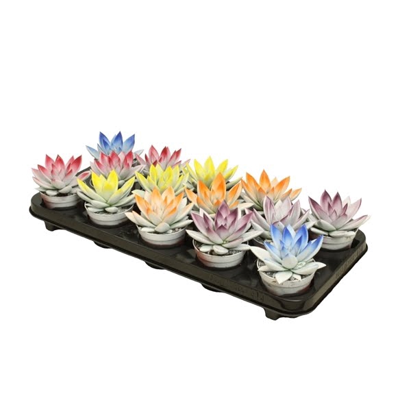 <h4>Echeveria bicoloured light-dark mix</h4>