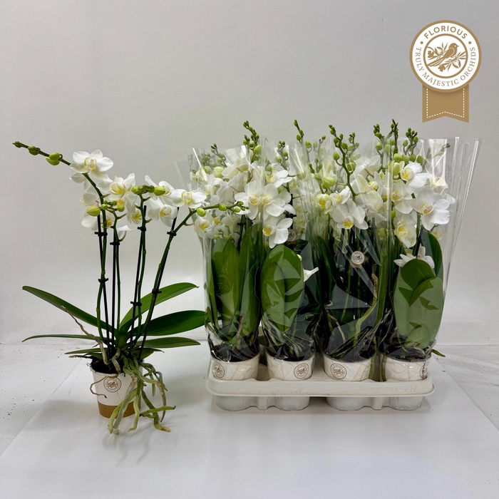 <h4>Phal Ov Wit</h4>
