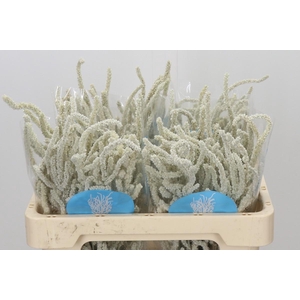 Amaranthus Yearming Desert