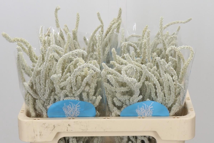 <h4>Amaranthus Yearming Desert</h4>