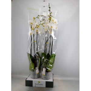 Phalaenopsis   ...white