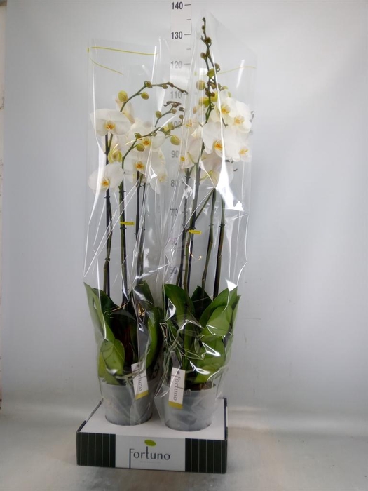 <h4>Phalaenopsis   ...white</h4>