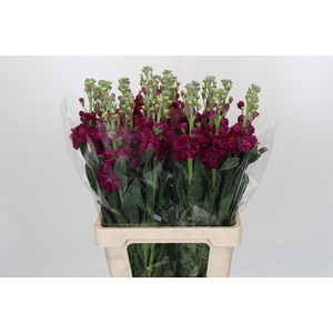 Matthiola Iron Rose