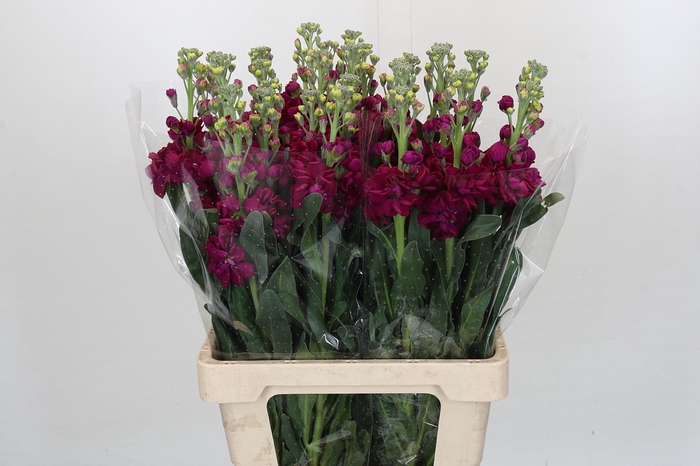 <h4>Matthiola Iron Rose</h4>