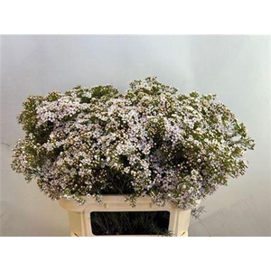 Chame Un Jupite Moon