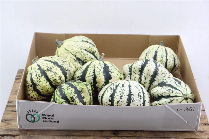 <h4>Sier Cuc P Wit Groen New</h4>