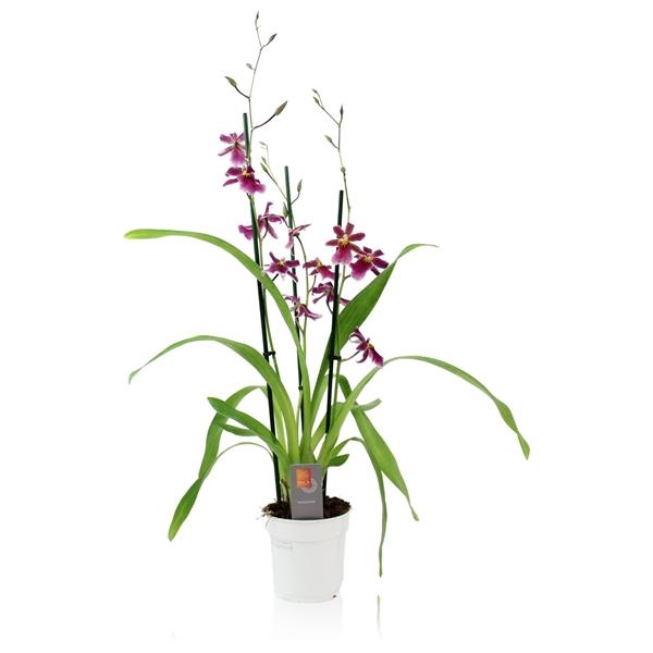 <h4>Inca Cambria Blossomfalls 3 spike</h4>