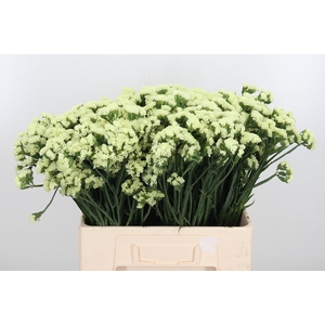 Limonium St Crystal Yellow