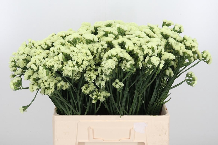 <h4>Limonium St Crystal Yellow</h4>