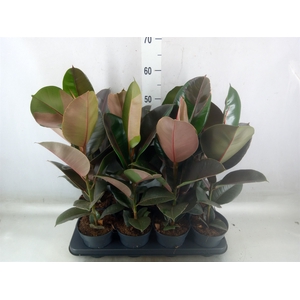 Ficus elastica 'Pink Camouflage'