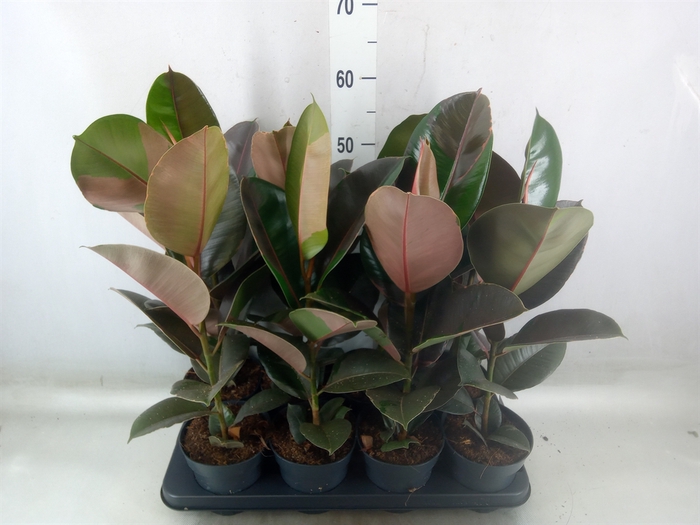 <h4>Ficus elastica 'Pink Camouflage'</h4>