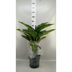 Dieffenbachia seg. 'Reeva'