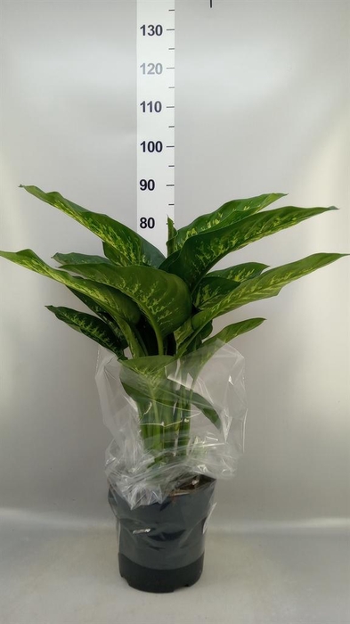 <h4>Dieffenbachia seg. 'Reeva'</h4>