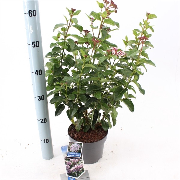 Viburnum tinus 'Lisarose' pbr P17 (2ltr)