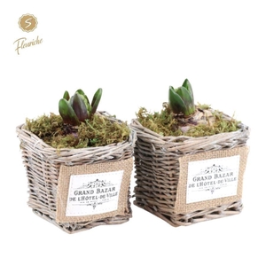 (1408) Hyacint Willow Basket Square [M] Mos