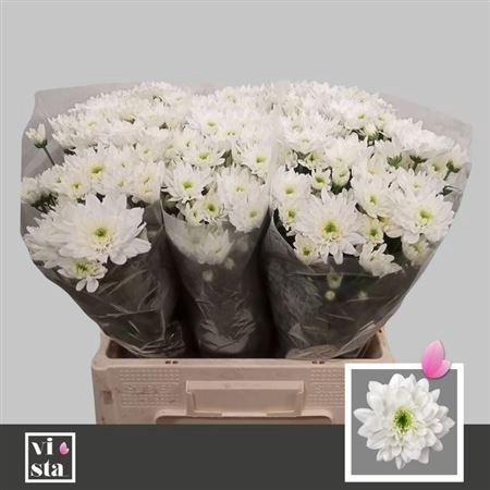 <h4>XXXX CHR T ZEHNYA    SF</h4>