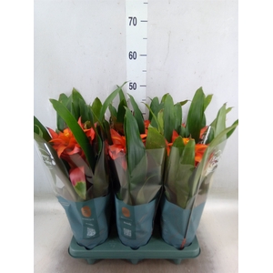 Guzmania  'Fiero Orange'