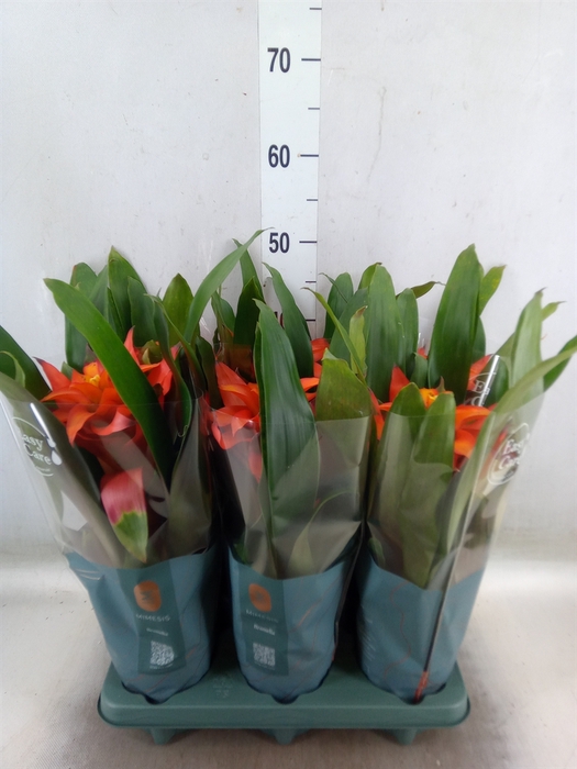 <h4>Guzmania  'Fiero Orange'</h4>