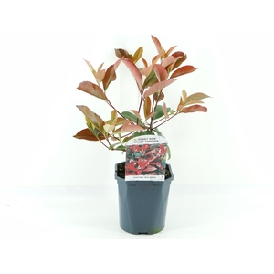 Photinia fras. Red Robin