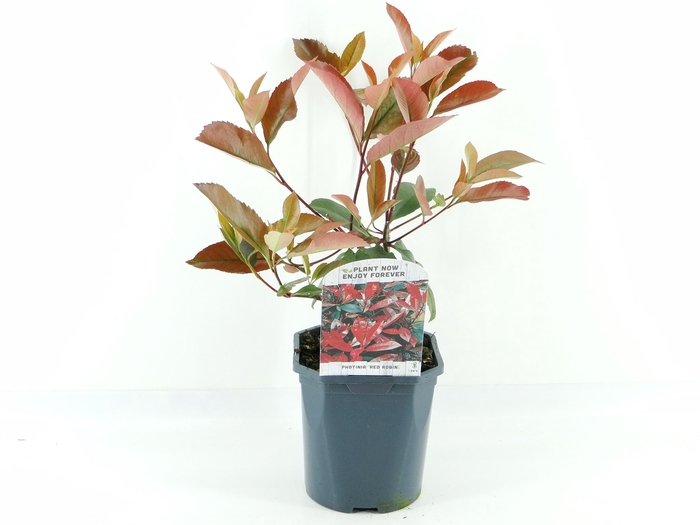 <h4>Photinia fras. Red Robin</h4>