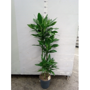 Dracaena fr de 'Janet Lind'