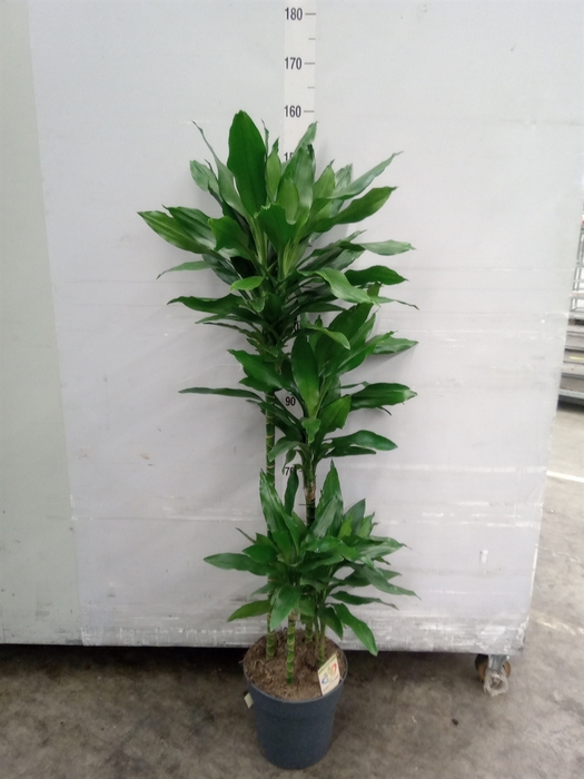 <h4>Dracaena fr de 'Janet Lind'</h4>