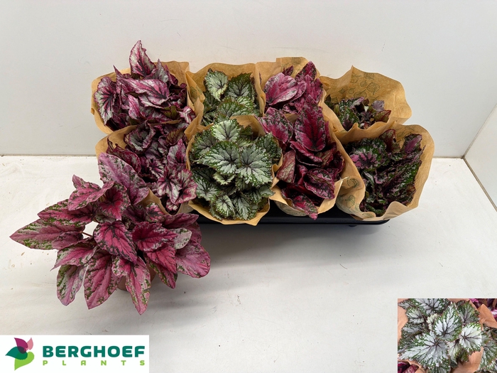 <h4>BEG BEL GEM</h4>