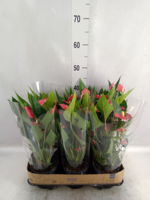 Anthurium andr. 'Mill Flowers Red'