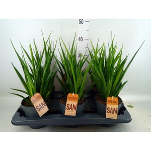 Sansevieria kirkii 'Friends'