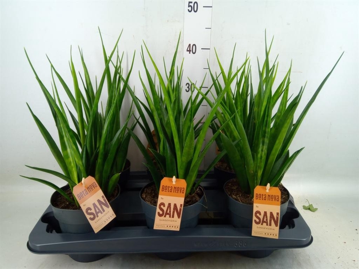 <h4>Sansevieria kirkii 'Friends'</h4>