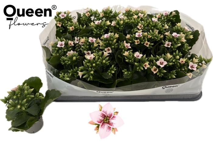 <h4>KAL EN EF SHILOH</h4>