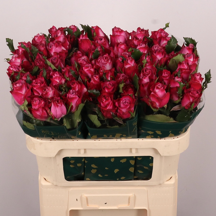 <h4>R GR DEEP PURPLE</h4>