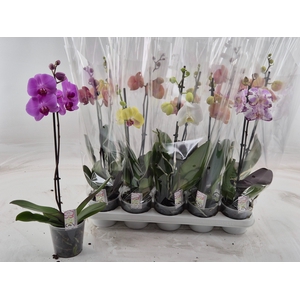 PHAL GEM