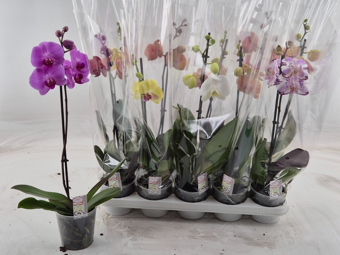 <h4>PHAL GEM</h4>