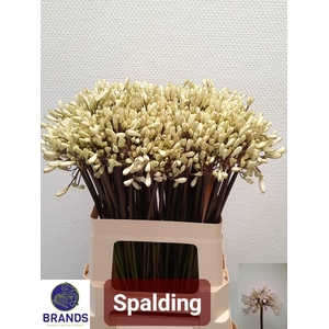 Agap Spalding