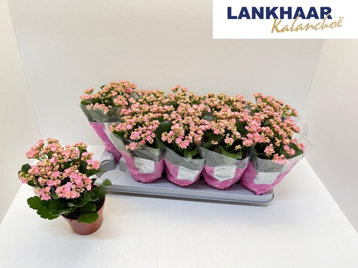 <h4>KAL GE PERFECTA PINK</h4>