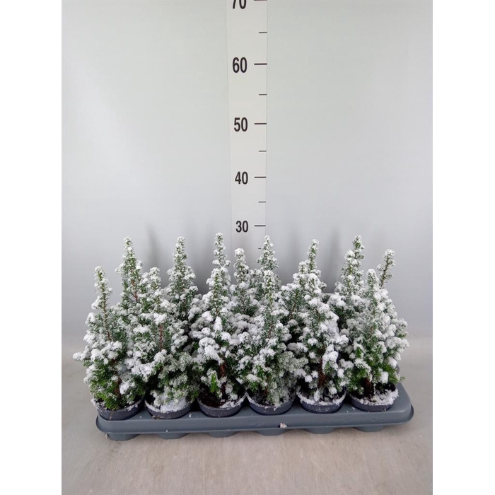 <h4>Chamaecyparis thyo. 'Top Point'</h4>