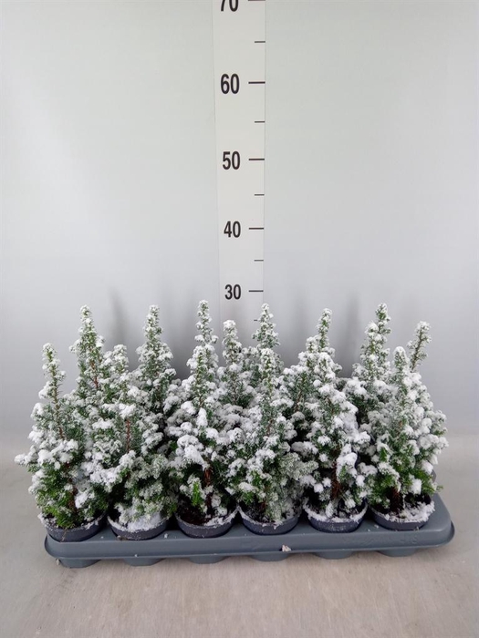 <h4>Chamaecyparis thyo. 'Top Point'</h4>