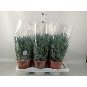 Curio ficoides 'Stelvio'